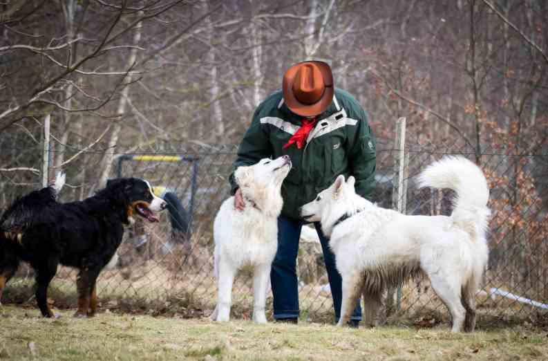 Hundesozialisierung 1