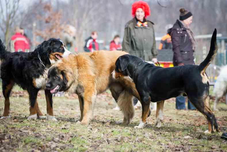 Hundesozialisierung 6