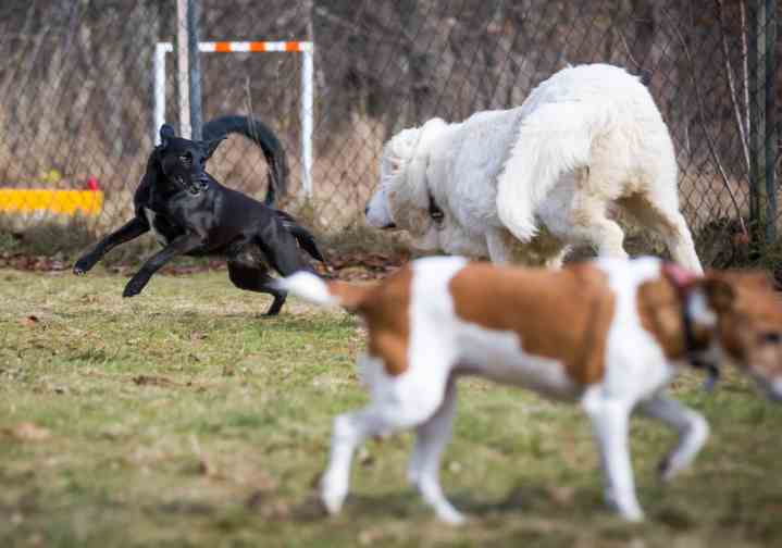 Hundesozialisierung 3